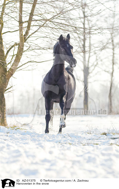 Hanoverian in the snow / AZ-01375