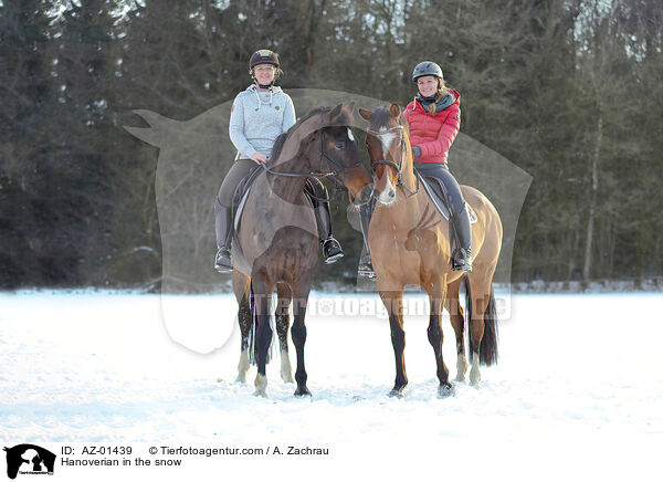 Hanoverian in the snow / AZ-01439