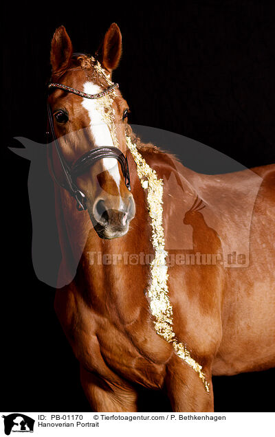 Hanoverian Portrait / PB-01170