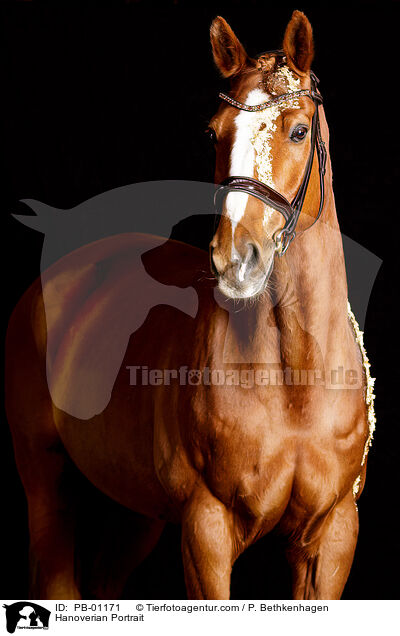 Hanoverian Portrait / PB-01171