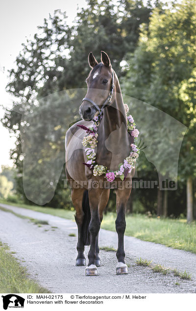 Hannoveraner mit Blumenschmuck / Hanoverian with flower decoration / MAH-02175