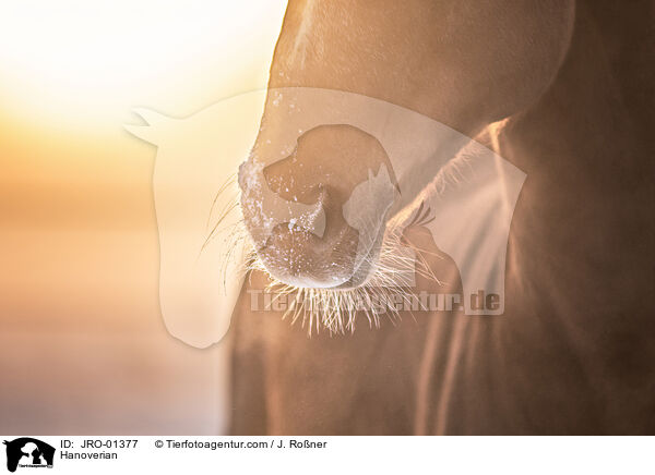 Hanoverian / JRO-01377