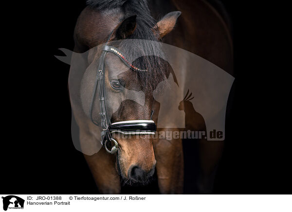 Hanoverian Portrait / JRO-01388
