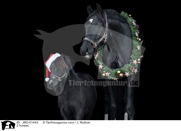 2 horses / JRO-01443