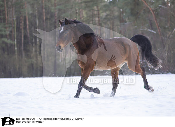 Hanoverian in winter / JM-05806