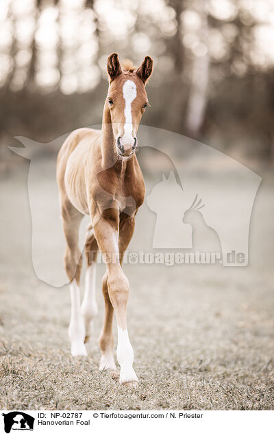 Hanoverian Foal / NP-02787