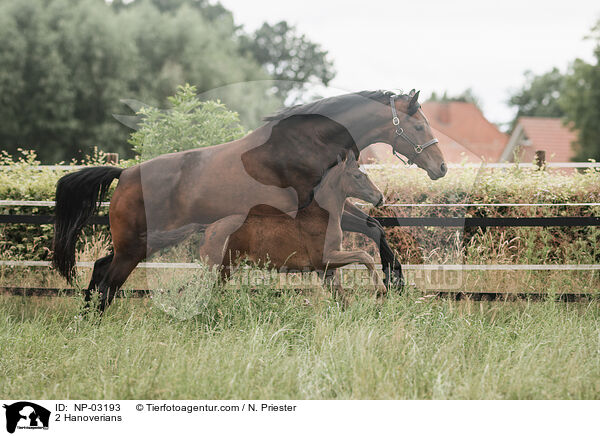 2 Hanoverians / NP-03193