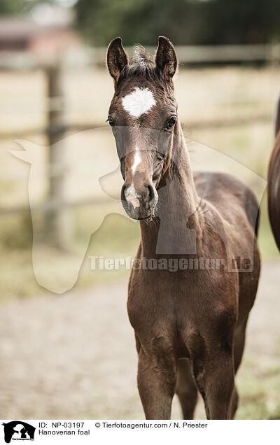 Hanoverian foal / NP-03197