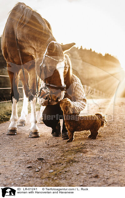 Frau mit Hannoveraner und Havaneser / woman with Hanoverian and Havanese / LR-01241