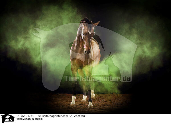 Hannoveraner im Studio / Hanoverian in studio / AZ-01712