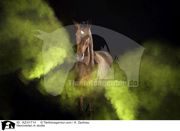 Hanoverian in studio / AZ-01714