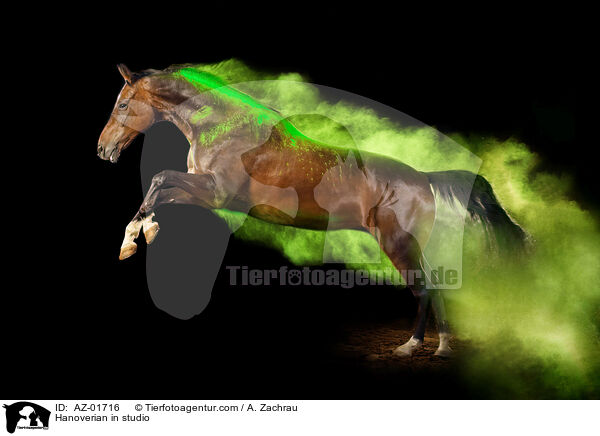 Hanoverian in studio / AZ-01716