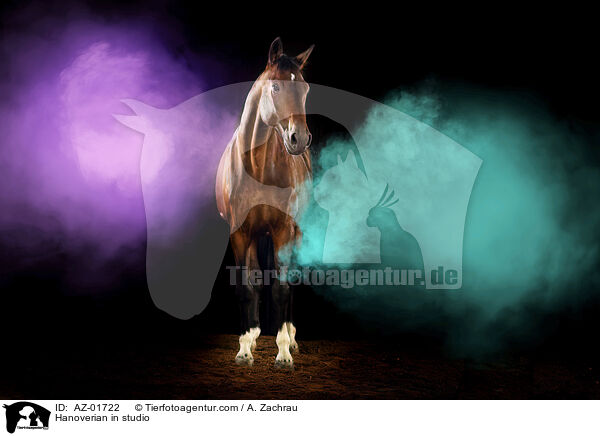 Hannoveraner im Studio / Hanoverian in studio / AZ-01722