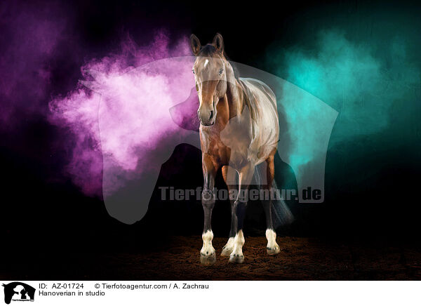 Hanoverian in studio / AZ-01724