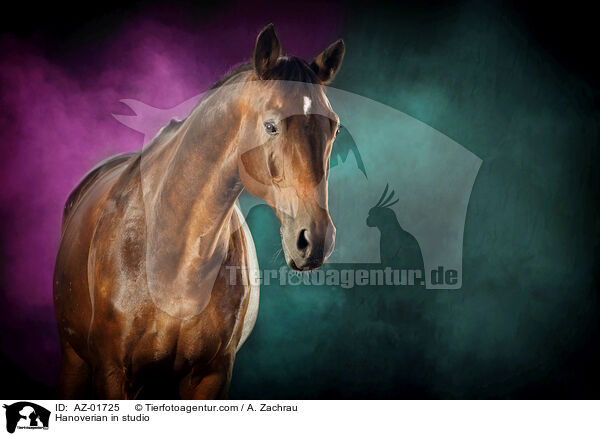 Hanoverian in studio / AZ-01725
