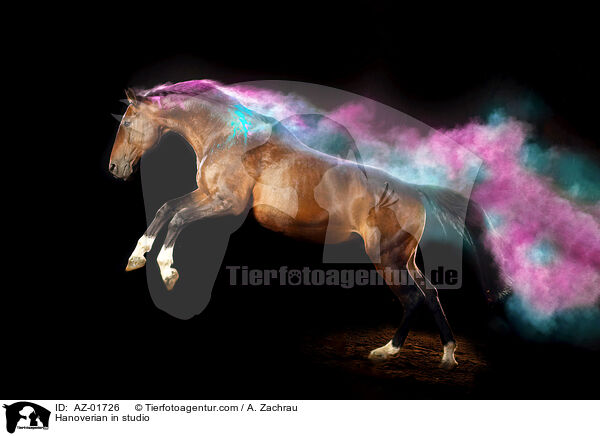 Hanoverian in studio / AZ-01726