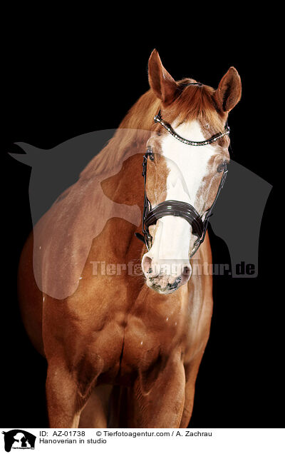 Hanoverian in studio / AZ-01738
