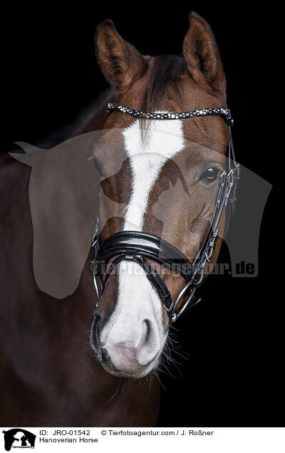 Hannoveraner / Hanoverian Horse / JRO-01542