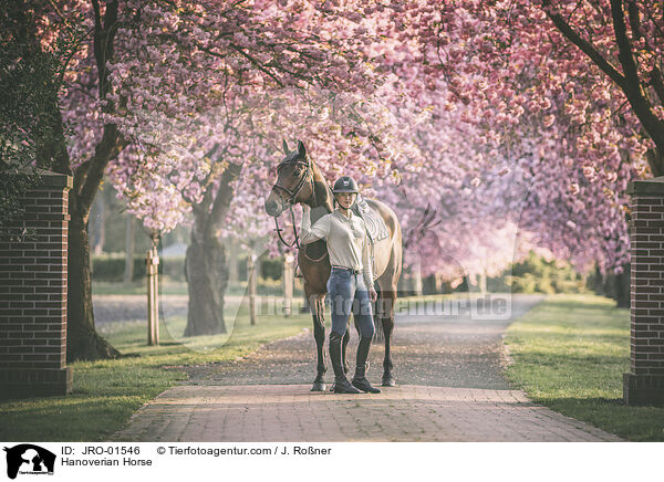 Hannoveraner / Hanoverian Horse / JRO-01546