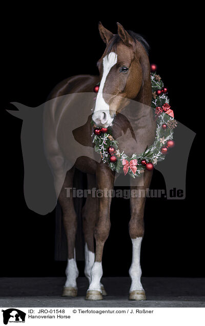Hanoverian Horse / JRO-01548