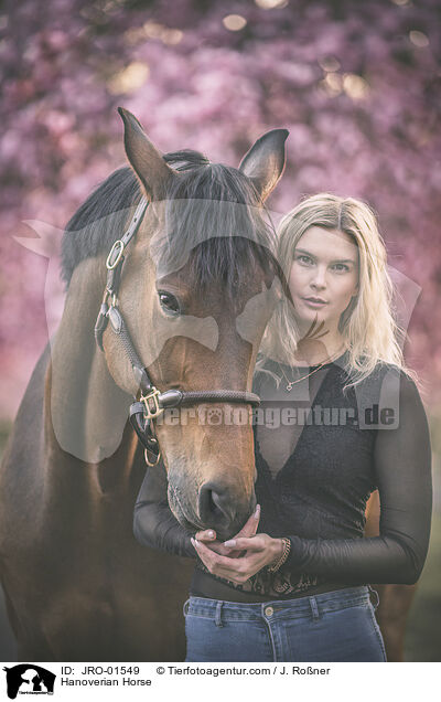 Hanoverian Horse / JRO-01549