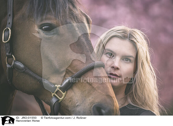 Hannoveraner / Hanoverian Horse / JRO-01550