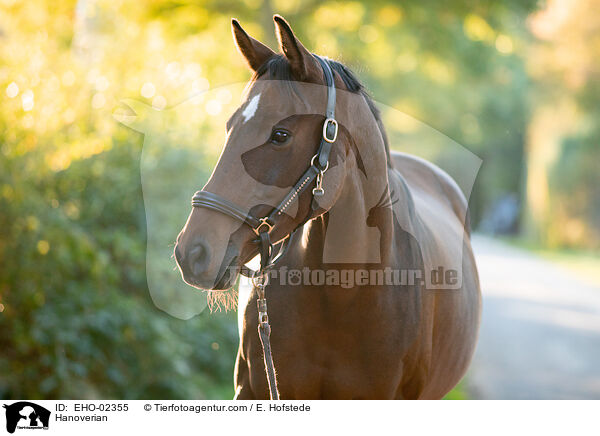 Hannoveraner / Hanoverian / EHO-02355