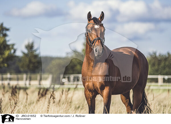 Hanoverian / JRO-01652