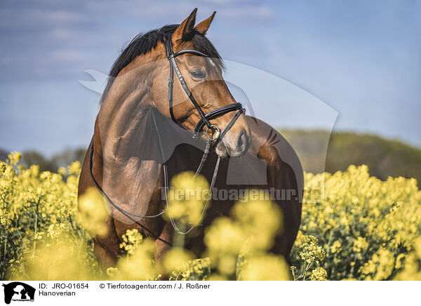 Hanoverian / JRO-01654