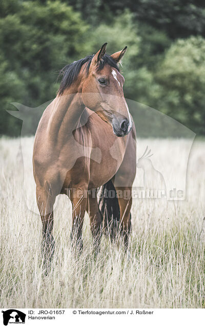 Hanoverian / JRO-01657