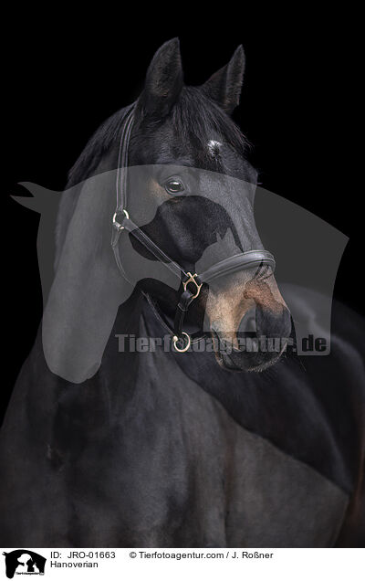 Hanoverian / JRO-01663