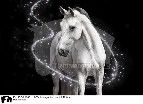 Hanoverian / JRO-01665