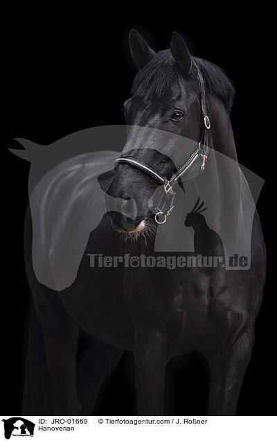 Hannoveraner / Hanoverian / JRO-01669