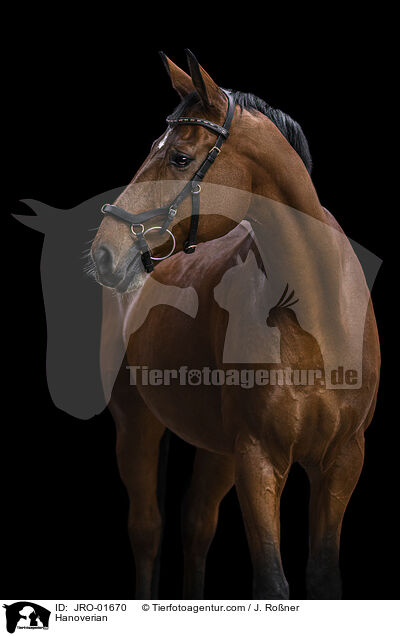 Hannoveraner / Hanoverian / JRO-01670