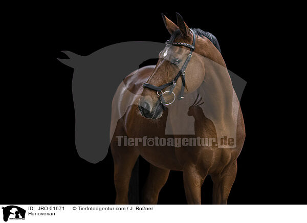Hannoveraner / Hanoverian / JRO-01671