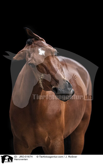 Hannoveraner / Hanoverian / JRO-01674