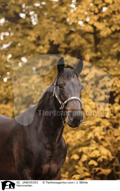 Hanoverian / JAM-05353