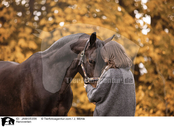 Hanoverian / JAM-05356