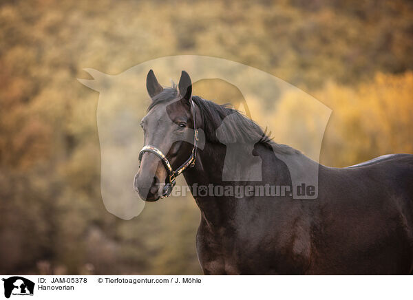 Hanoverian / JAM-05378