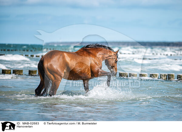 Hanoverian / MAB-02683