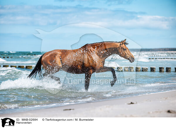 Hanoverian / MAB-02684