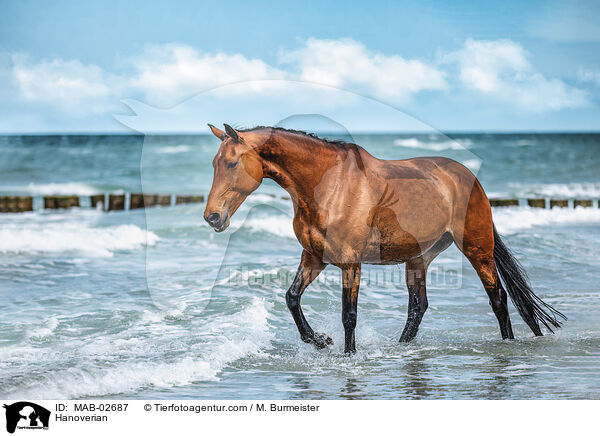 Hanoverian / MAB-02687