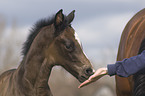 Hanoverian horse