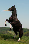 rising Hanoverian