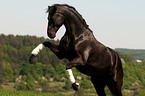 rising Hanoverian