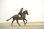 woman rides Hanoverian horse