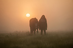 woman and Hanoverian