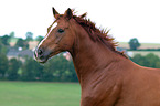 Hanoverian Portrait