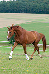 trotting Hanoverian