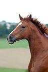 Hanoverian Portrait